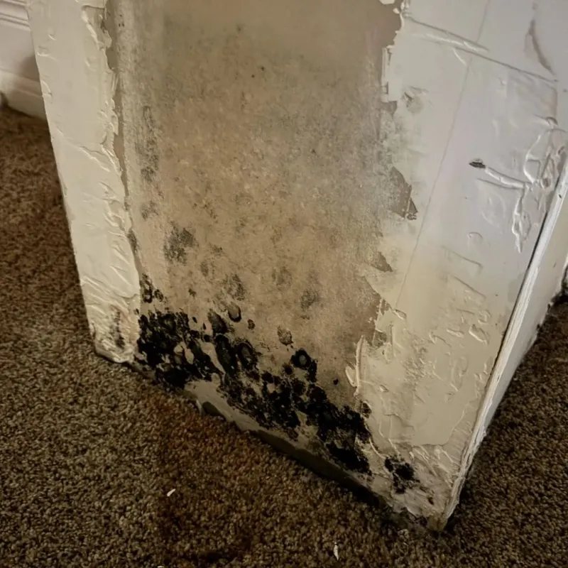 Professional Mold Removal in Biloxi, MS